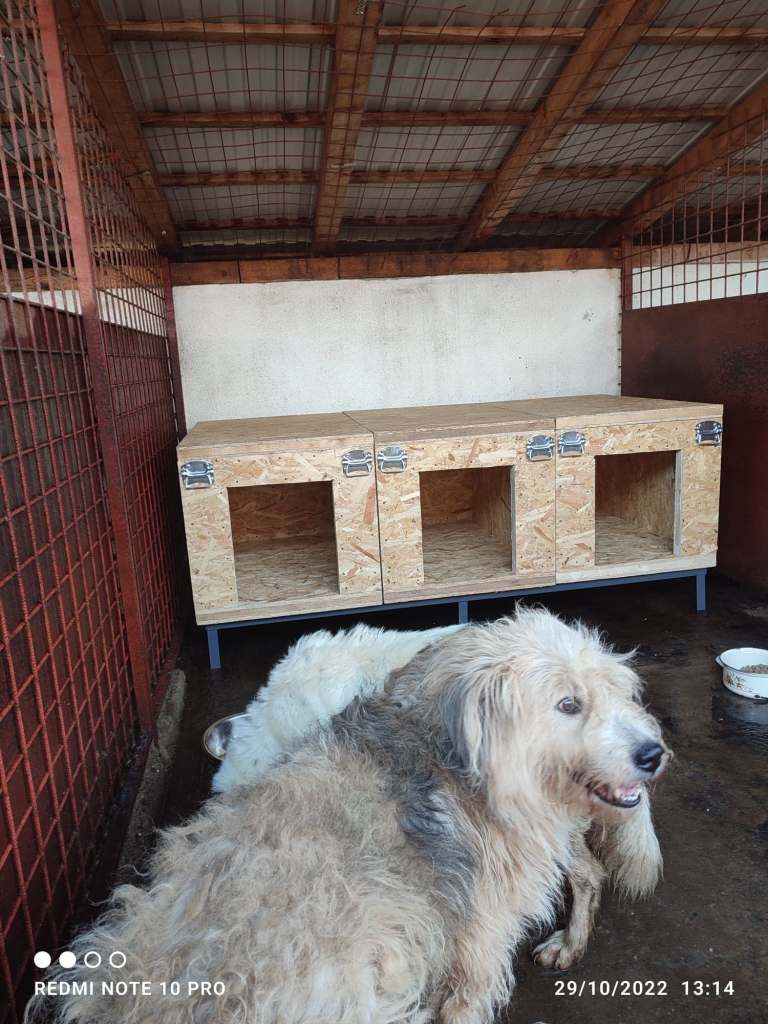 Update: Spendenaufruf für dringend benötigte Hundehütten im Shelter